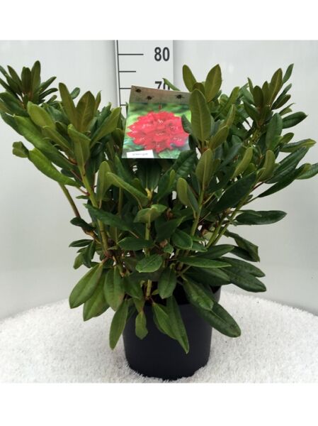 Rhododendron Hybride 'Lord Roberts' / Rhododendron 'Lord Roberts' 50-60 cm C10, grünes Laub im Pflanztopf