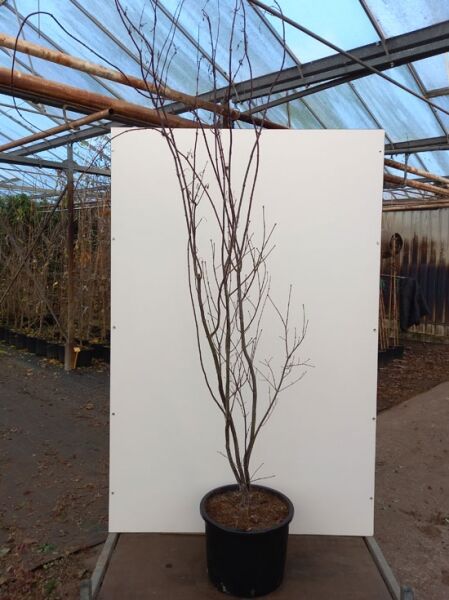 Acer palmatum 'Red Emperor' / Roter Fächer-Ahorn 'Red Emperor', 175–200 cm, im Container C20, mehrtriebiger Jungbaum ohne Laub.