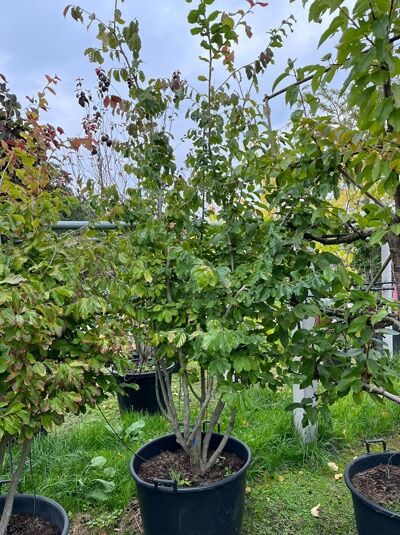 Eisenholzbaum / Parrotie 200-250 cm - Parrotia persica mehrstämmig (876145)