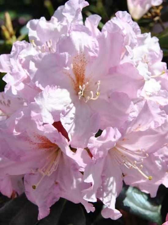azalea vs rhododendron Rhododendron occidentale, Native Azalea  Dancing Oaks Nursery and Gardens