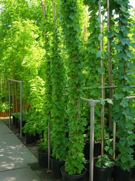 Parthenocissus tricuspidata 'Veitchii' / Dreilappige Jungfernrebe 'Veitchii', 175–200 cm, im Topf C10 am Rankgerüst.