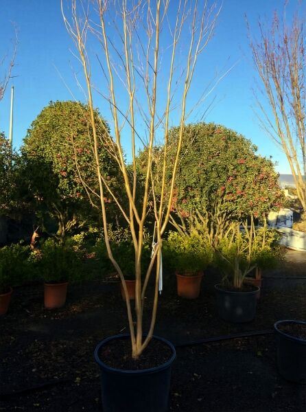 Lagerstroemia indica, Flieder des Südens (rosa Blüte) im Topf, mehrstämmig, ca. 250–300 cm, C90
