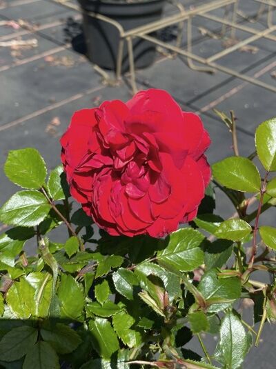 Kletterrose Rosa 'Belkanto'® mit gefüllter, roter Blüte und glänzend grünem Laub am Trieb