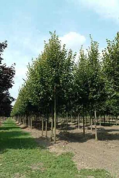 Tilia europaea / Holländische Linde / Gemeine Linde