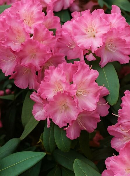 Rhododendron yakushimanum 'Marlis' / Rhododendron 'Marlis' mit rosafarbenen Blüten und immergrünen Blättern