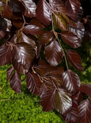 Blutbuche 'Swat Magret' / Schwarze Blutbuche - Fagus sylvatica 'Swat Magret'