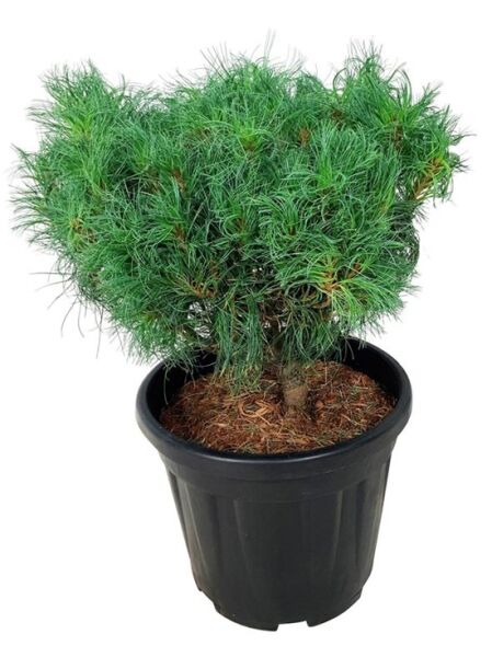 Mädchen-Kiefer 'Tiny Curls' / Zwerg-Weymouths-Kiefer 'Tiny Curls' / Pinus strobus 'Tiny Curls'