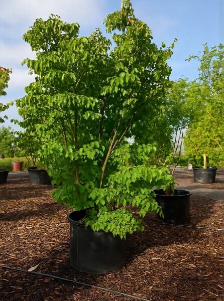 Chinesischer Blumen-Hartriegel Cornus kousa var. chinensis „China Girl“ mit dichtem Laub, mehrstämmig, im Großcontainer.