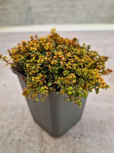 Garten-Thymian 'Doone Valley' (Thymus comosus), kompakte Pflanze im P9-Topf mit kleinen, gelbgrün panaschierten Blättern