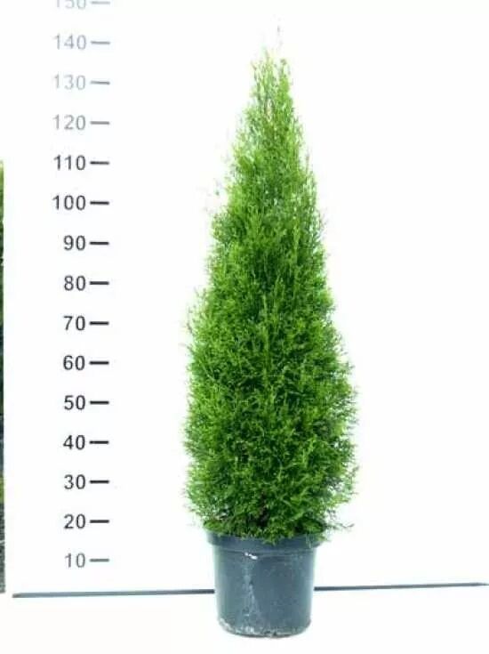 Lebensbaum 'Smaragd' / Smaragd-Lebensbaum - Thuja occidentalis 'Smaragd'