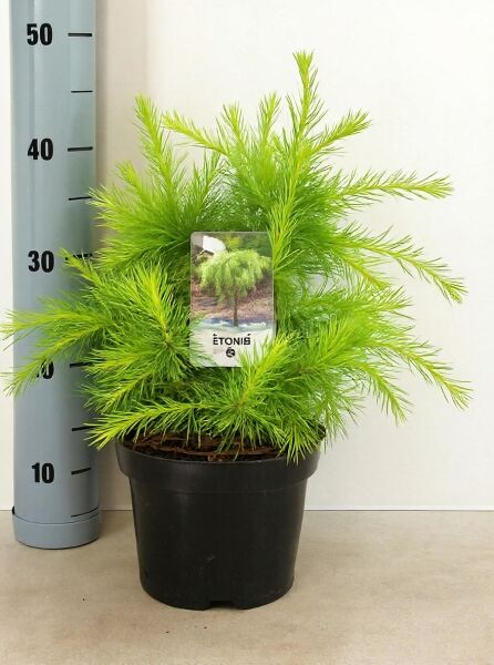 Himalaja-Zeder 'Golden Horizon' (Cedrus deodara) 25-30 cm C4, junge Pflanze im Topf mit hellgrünen Nadeln.