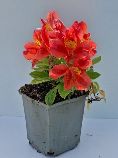Inkalilie Alstroemeria 'Little Miss Tara' im Topf P9, rote Blüten mit gelben Zeichnungen und grünem Laub