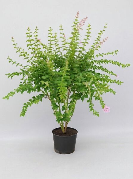 Syringa microphylla 'Superba' / Herbstflieder 'Superba' 100-125 cm C20, buschige Pflanze im Container mit grünen Blättern und rosa Blütenrispen