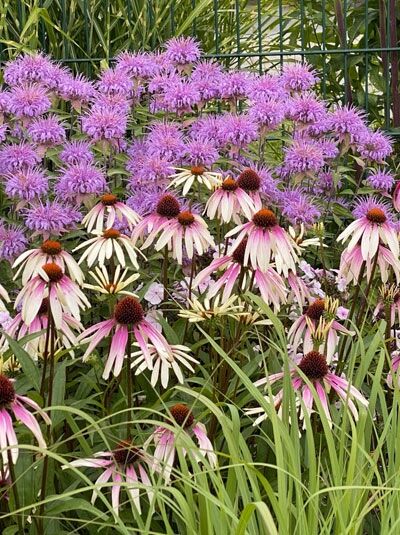 Purpur-Sonnenhut 'Pretty Parasols ®' / Echinacea purpurea 'Pretty Parasols ®'