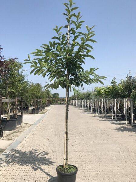 Castanea sativa (Edel-Kastanie) Hochstamm 12–14 StU im Container, junger Baum mit geradem Stamm und grünen Blättern.