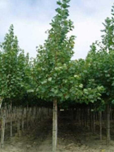 Kanadische Holz-Pappel / Robusta-Pappel / Populus canadensis 'Robusta'