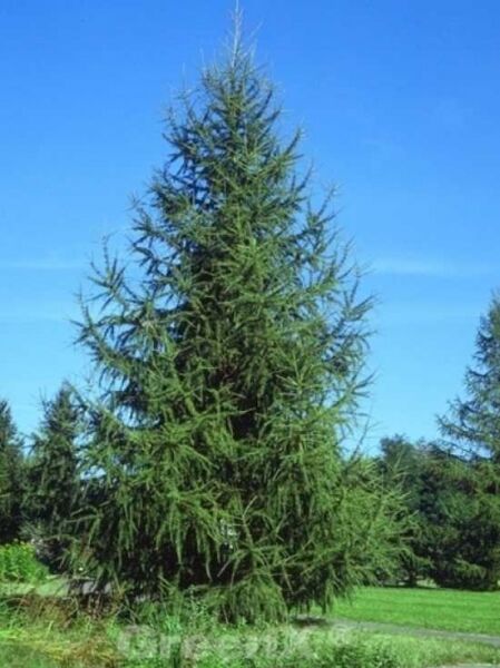 Europäische Lärche / Larix decidua