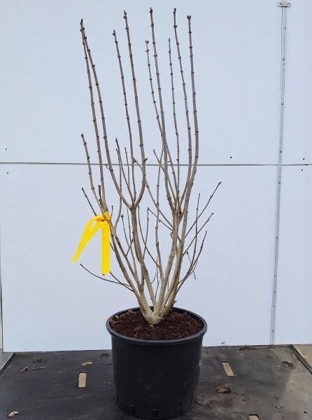 Syringa vulgaris 'Paul Thirion' (Gartenflieder) Edelflieder 100-125 cm C20, mehrtriebiger Strauch im Container mit kahlen Zweigen