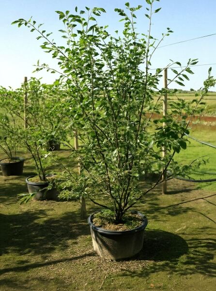 Kupfer-Felsenbirne (Amelanchier lamarckii) 175-200 cm C50, mehrstämmiger Strauch im Container mit grünem Laub