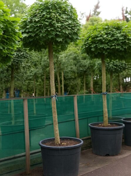 Kugel-Ahorn (Acer platanoides 'Globosum') 225 cm, Stamm 16-18 StU, im Container, Hochstamm mit kugelförmiger Krone