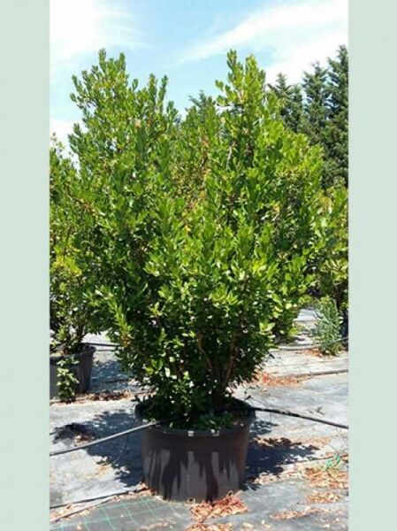 Westlicher Erdbeerbaum (Arbutus unedo) 200-250 cm C160 im Pflanzcontainer, mehrstämmiger Strauch mit dichtem, immergrünem Laub