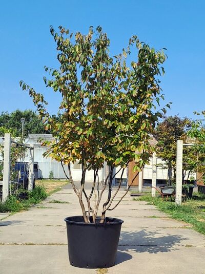 Eisenholzbaum / Parrotie 250-300 cm mehrstämmig - Parrotia persica mehrstämmig (876258)