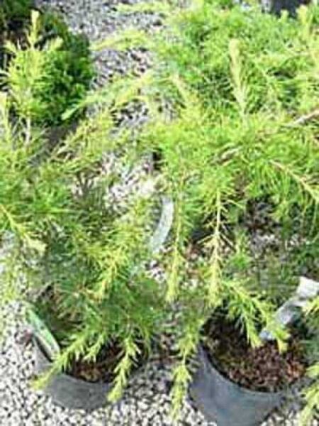 Cedrus deodara 'Golden Horizon' / Himalaja-Zeder 'Golden Horizon'