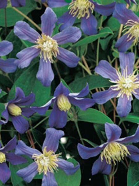 Ganzblättrige Waldrebe 'Juuli' / Clematis integrifolia 'Juuli'