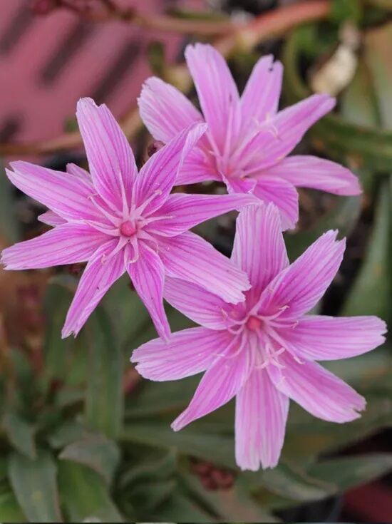 Bitterwurz / Lewisia longipetala Little Plum