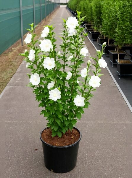 Garten-Eibisch Hibiscus syriacus ‘White Chiffon’ im Topf (C20), 100–125 cm, mit grünen Blättern und weißen Blüten.