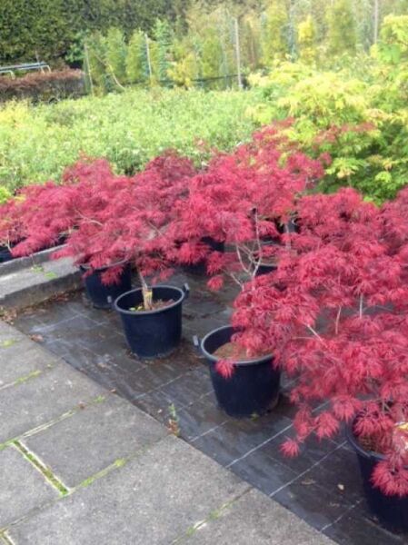 Dunkelroter Schlitz-Ahorn Acer palmatum 'Dissectum Garnet', 80 cm Stamm, im Container C10 mit rotem, fein geschlitztem Laub.