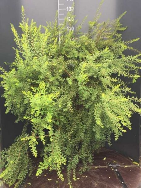 Braut-Spiere / Braut-Spiere