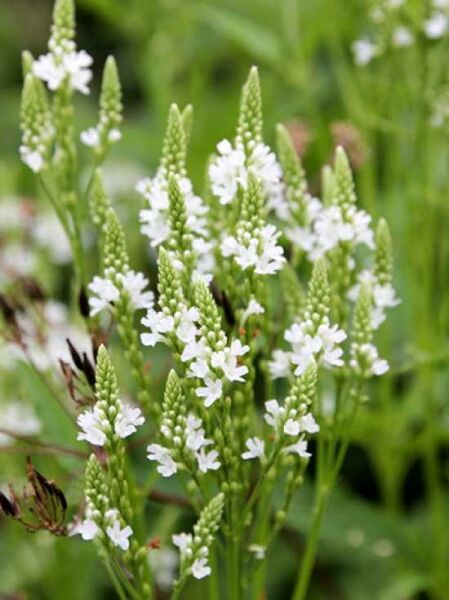 Verbena hastata 'Alba' / Weißes Eisenkraut