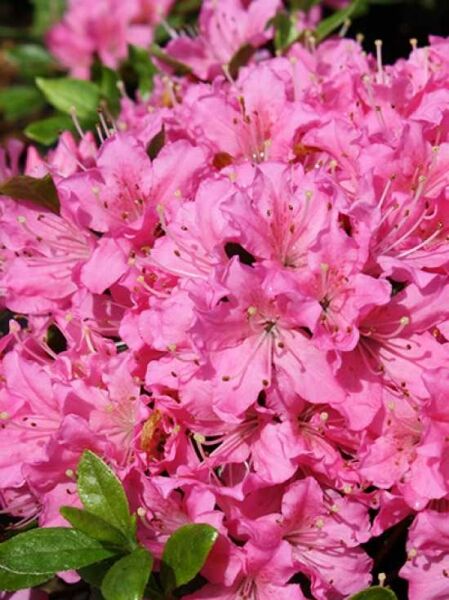 Rhododendron obtusum 'Diamant' rosa / Japanische Azalee 'Diamant' rosa