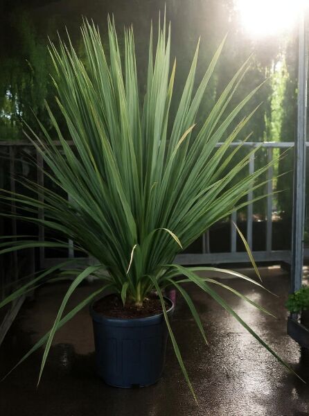 Keulenlilie (Cordyline australis) 100-125 cm, C35, mehrstämmig im Topf, mit langen, schmalen, grünen Blättern.