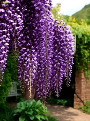 Groer Blauregen / Edelblauregen / Glyzine - Wisteria floribunda  'Macrobotrys'