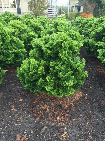 Chamaecyparis obtusa 'Nana Gracilis' / Zwerg-Muschelzypresse 'Nana Gracilis' 70–80 cm C35, kompakter Nadelstrauch im Container