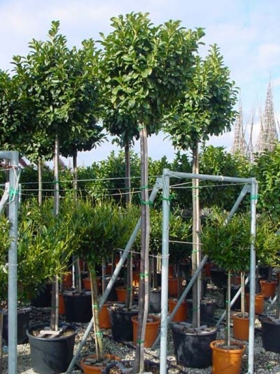 Kirschlorbeer 'Etna' Hochstamm - Prunus laurocerasus 'Etna' Hochstamm