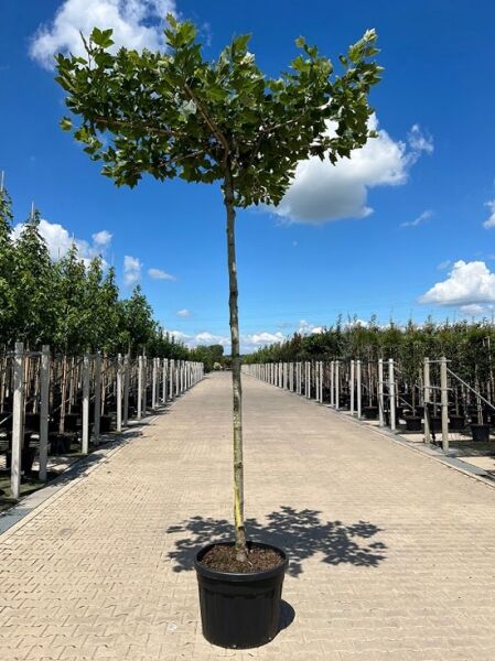 Platanus acerifolia, Dach-Platane in Dachform, Hochstamm im Container mit flachem Kronendach und grünen Blättern.