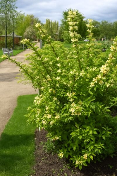 Gelbblütige Weigelie / Gelbblütige Weigelie