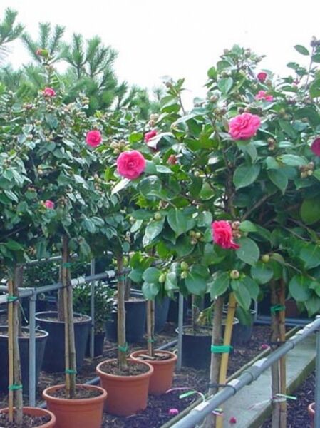 Camellia japonica rosa / Japanische Kamelie rosa