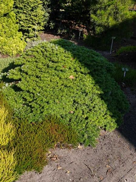Flache Kompakte Korea-Tanne 'Tundra' / Abies koreana 'Tundra'