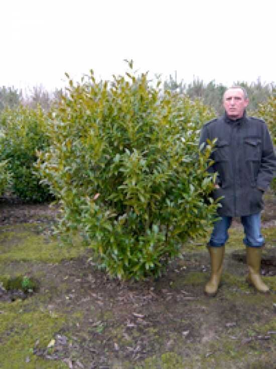 Kirschlorbeer 'Herbergii' - Prunus laurocerasus 'Herbergii' - Baumschule  NewGarden