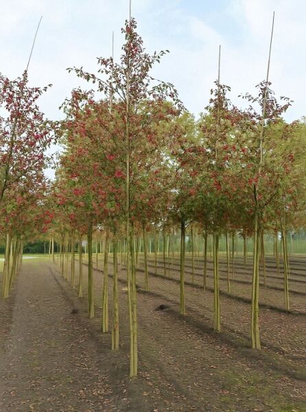 Malus 'Evereste' / Zierapfel 'Evereste' Hochstamm 20-25 StU, Baumreihe mit aufrechtem Stamm und rotem Laub in der Krone