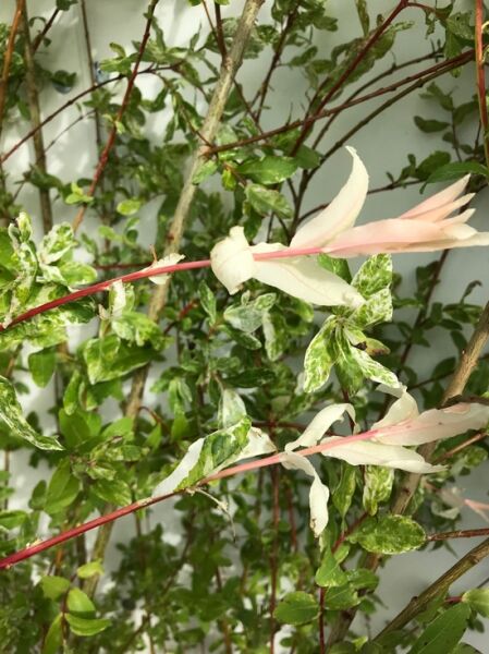 Perückenweide / Perücken-Weide / Amerikanische Reif-Weide / Salix irrorata