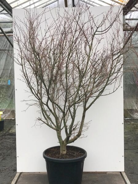 Karminroter Fächerahorn (Acer palmatum 'Carminium') 175–200 cm im C50-Container, mehrstämmiger Baum ohne Laub.