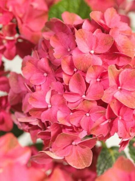 Bauern-Hortensie 'Vorster Fruhnot' / Hydrangea macrophylla 'Vorster Fruhnot'