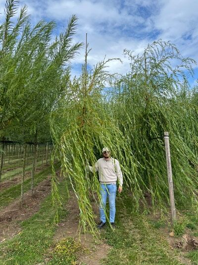 Salix sepulcralis 'Chrysocoma' / Hänge-Weide, Trauer-Weide 'Chrysocoma' Hochstamm 16-18 StU mit herabhängenden Trieben