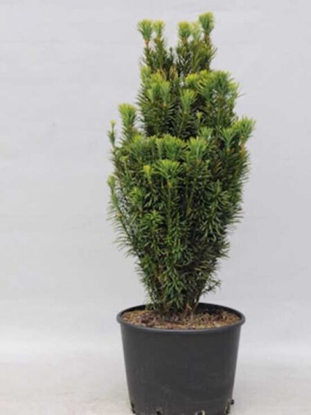 Säulenkopf-Eibe / Säulenkopf-Eibe