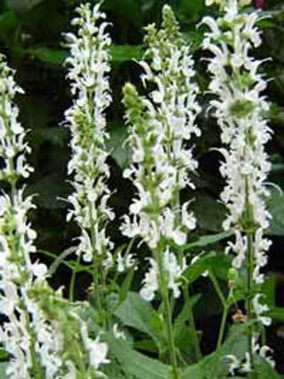 SteppenSalbei / Gartensalbei 'Schneehügel'
